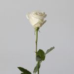 Roses Playa Bianca en vrac – 50 cm