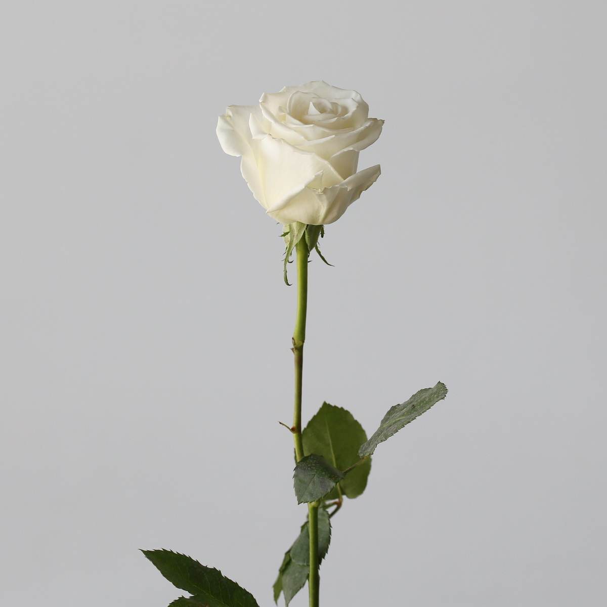 Roses Playa Bianca en vrac – 50 cm