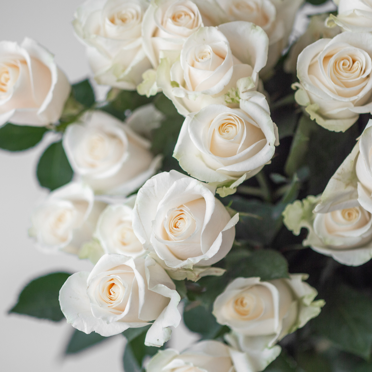 Roses Vendela en vrac – 50 cm
