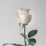 Roses Vendela en vrac – 50 cm
