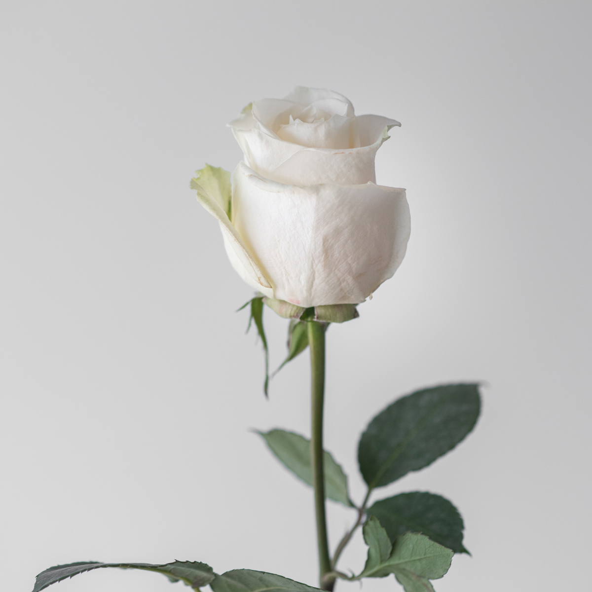 Roses Vendela en vrac – 50 cm