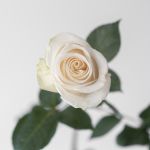 Roses Vendela en vrac – 60 cm