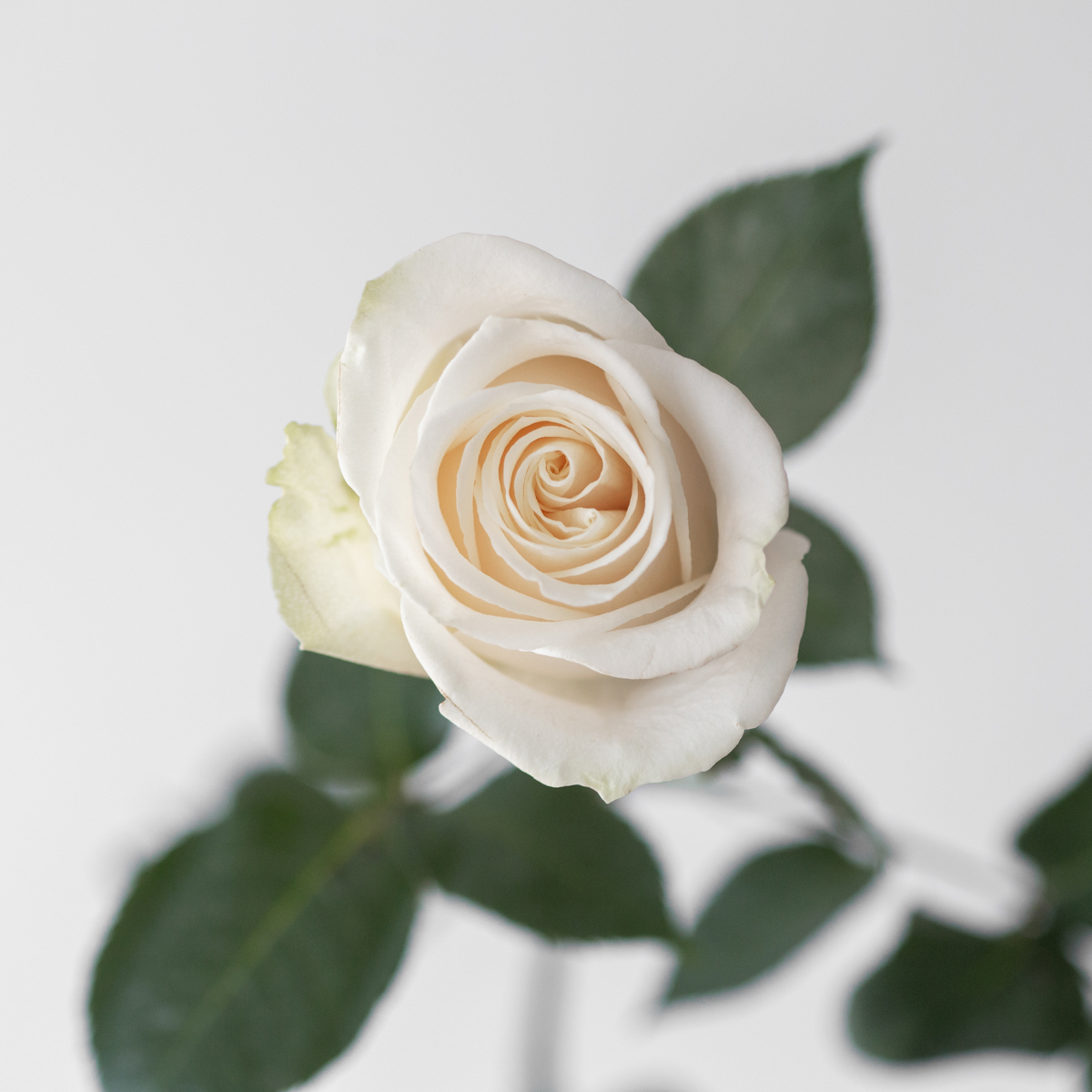 Roses Vendela en vrac – 50 cm