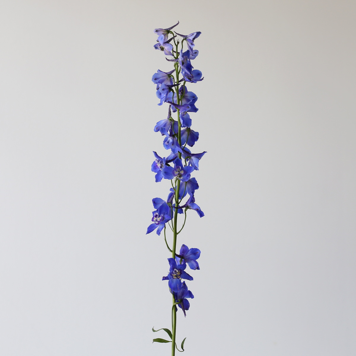 Delphinium Sea Waltz