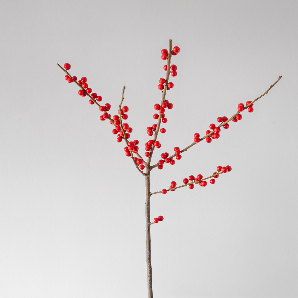 Ilex (Bulk DIY)