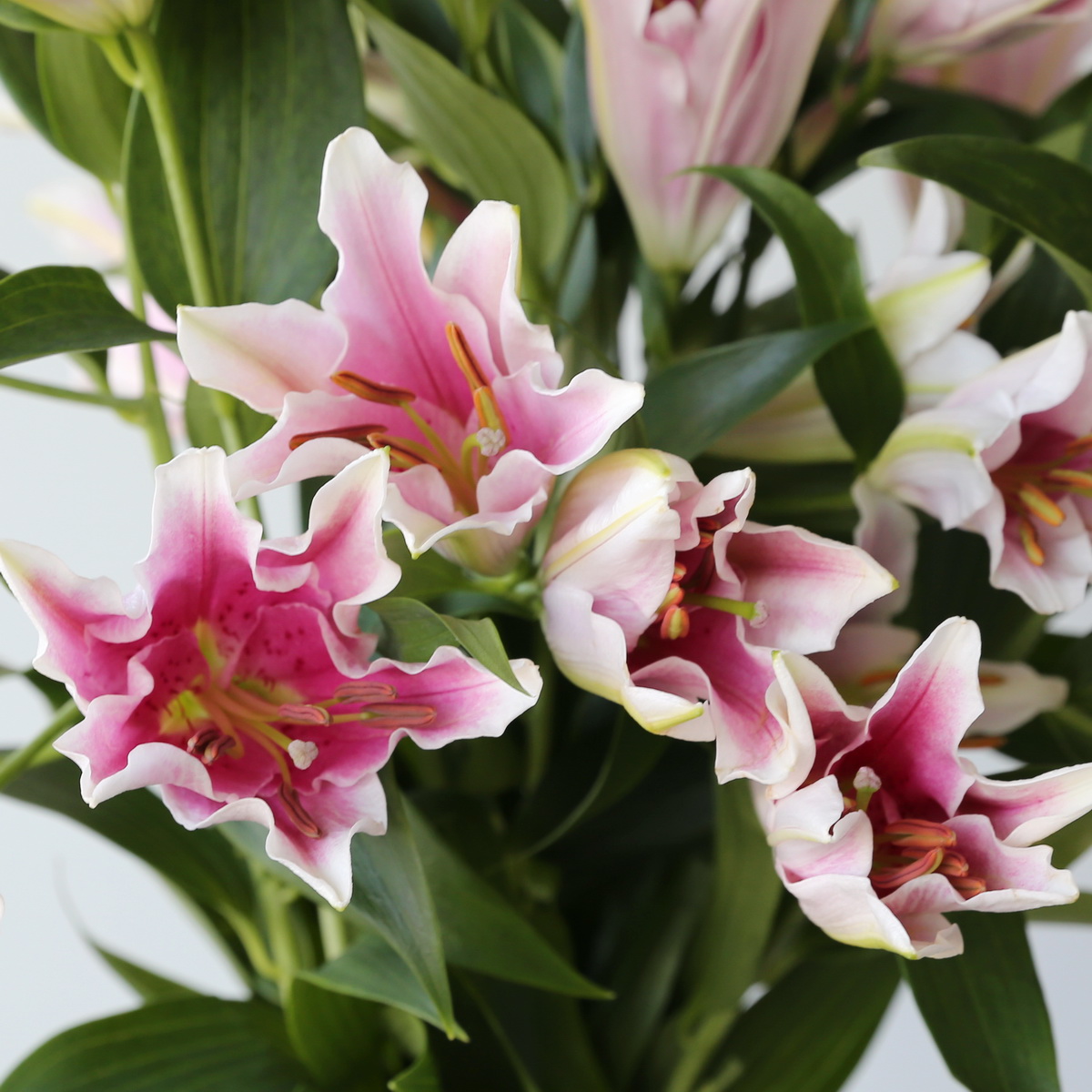 Oriental Lily Sorbonne