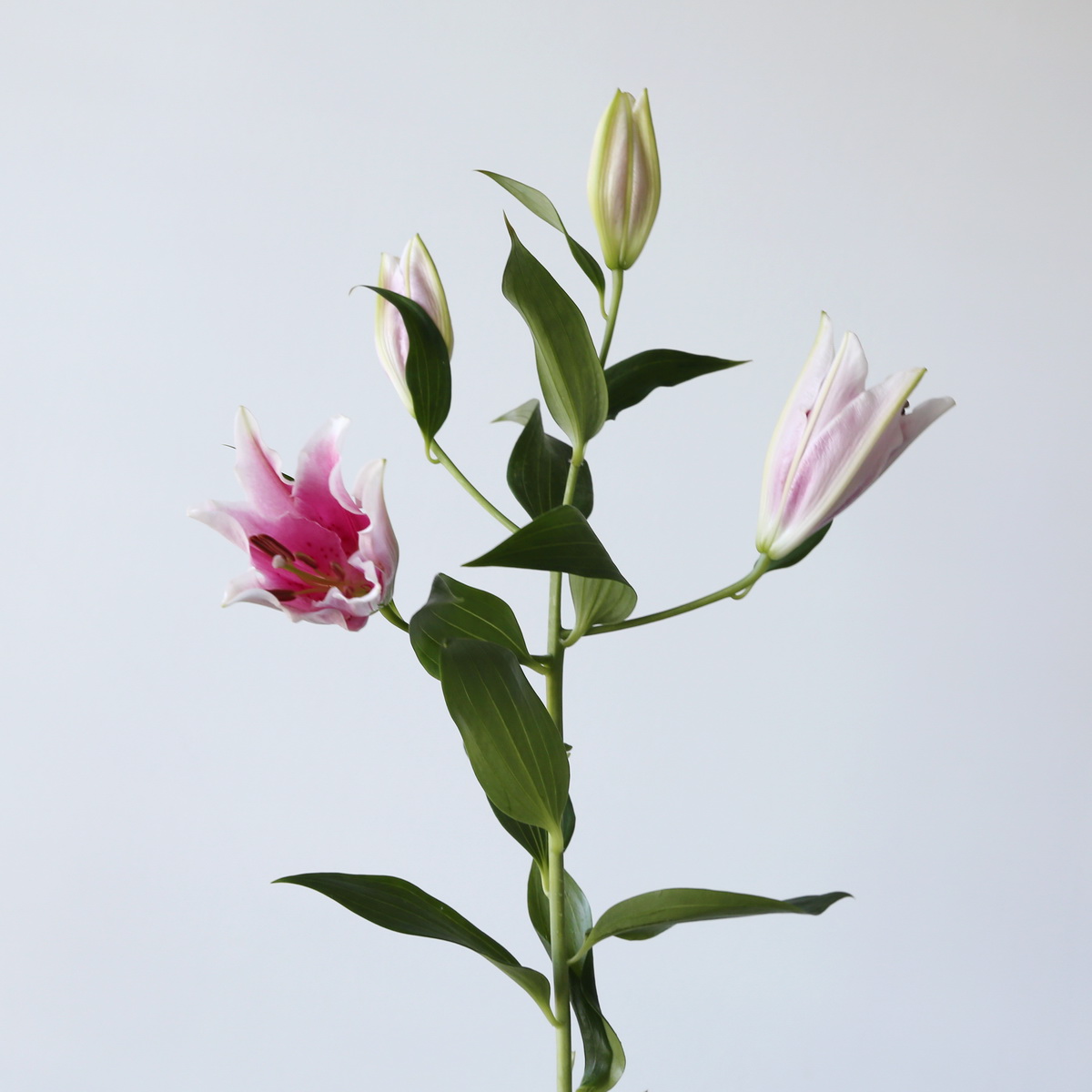 Oriental Lily Sorbonne