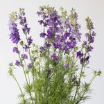 Delphinium Larkspur Mauve