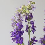 Delphinium Larkspur Mauve