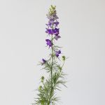 Delphinium Larkspur Mauve