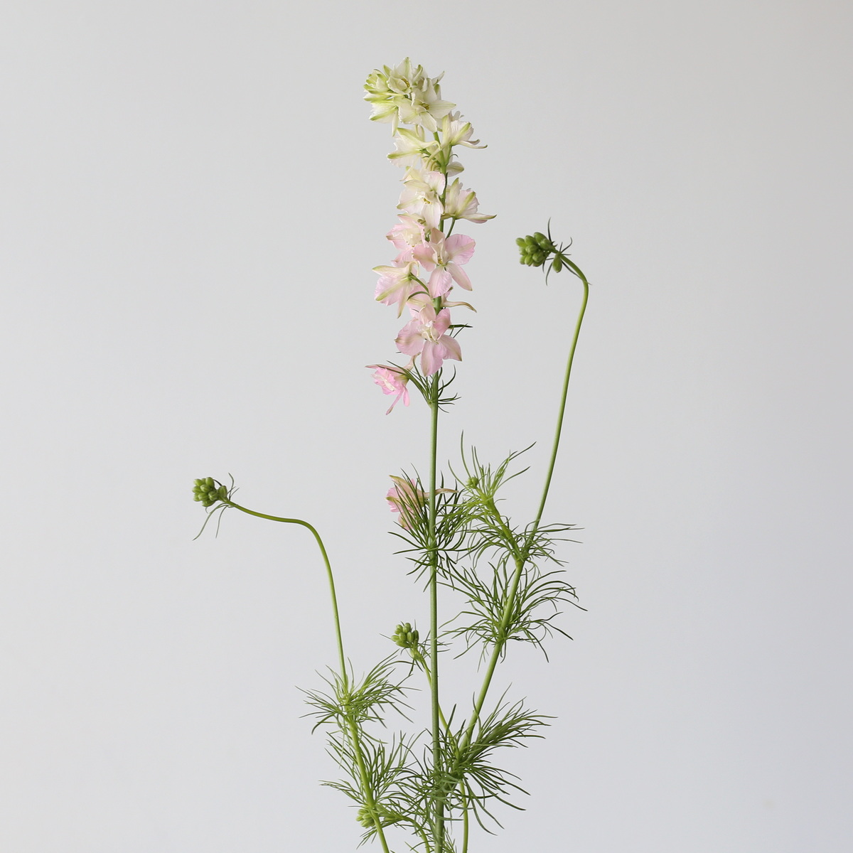 Delphinium Larkspur Pink