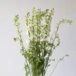 Delphinium Larkspur White