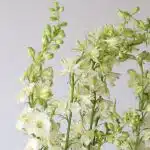 Delphinium Larkspur White