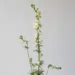 Delphinium Larkspur White
