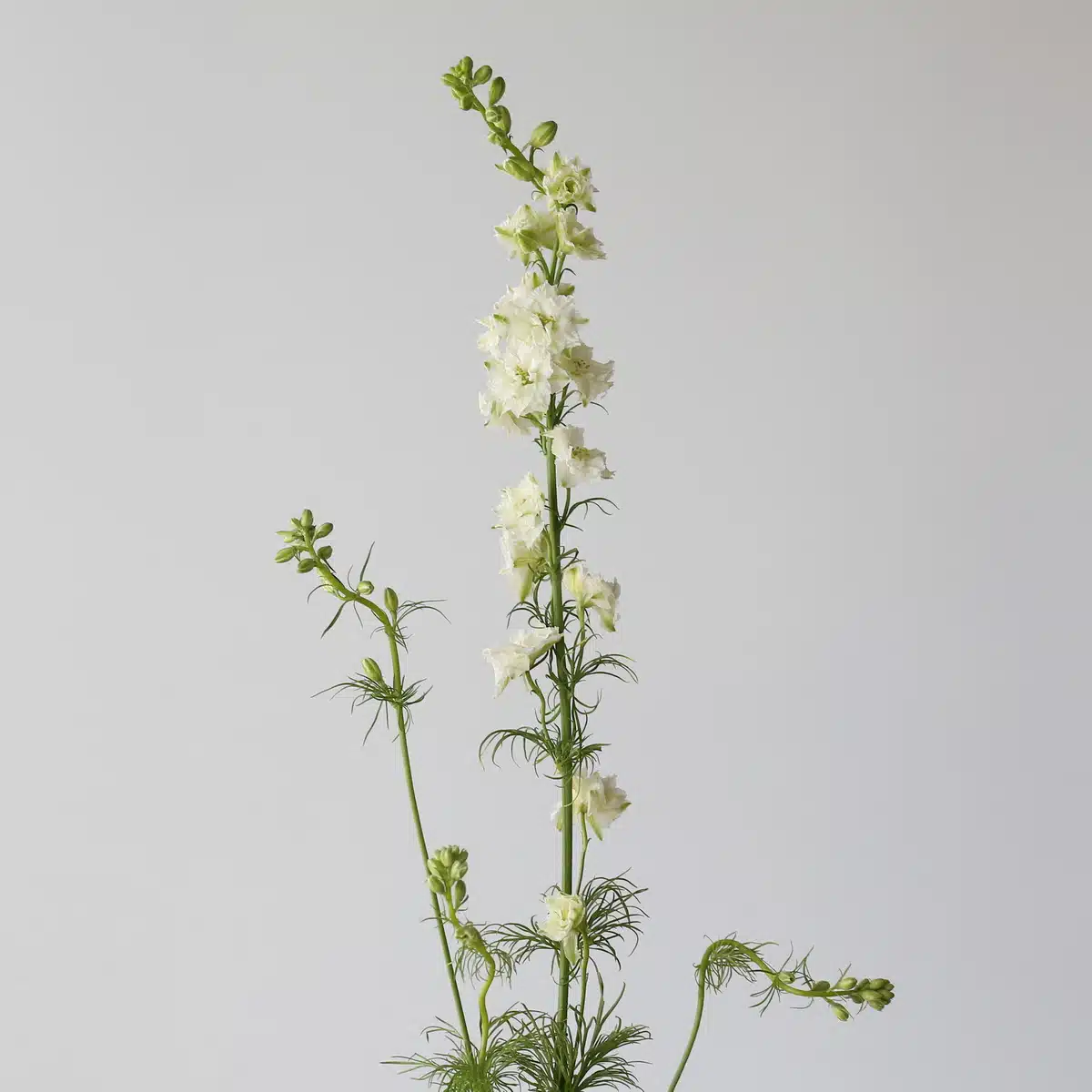 Delphinium Larkspur White