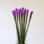 Liatris