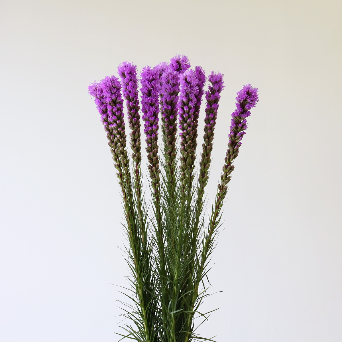 Bunch of purple liatris flowers with tall vertical spikes