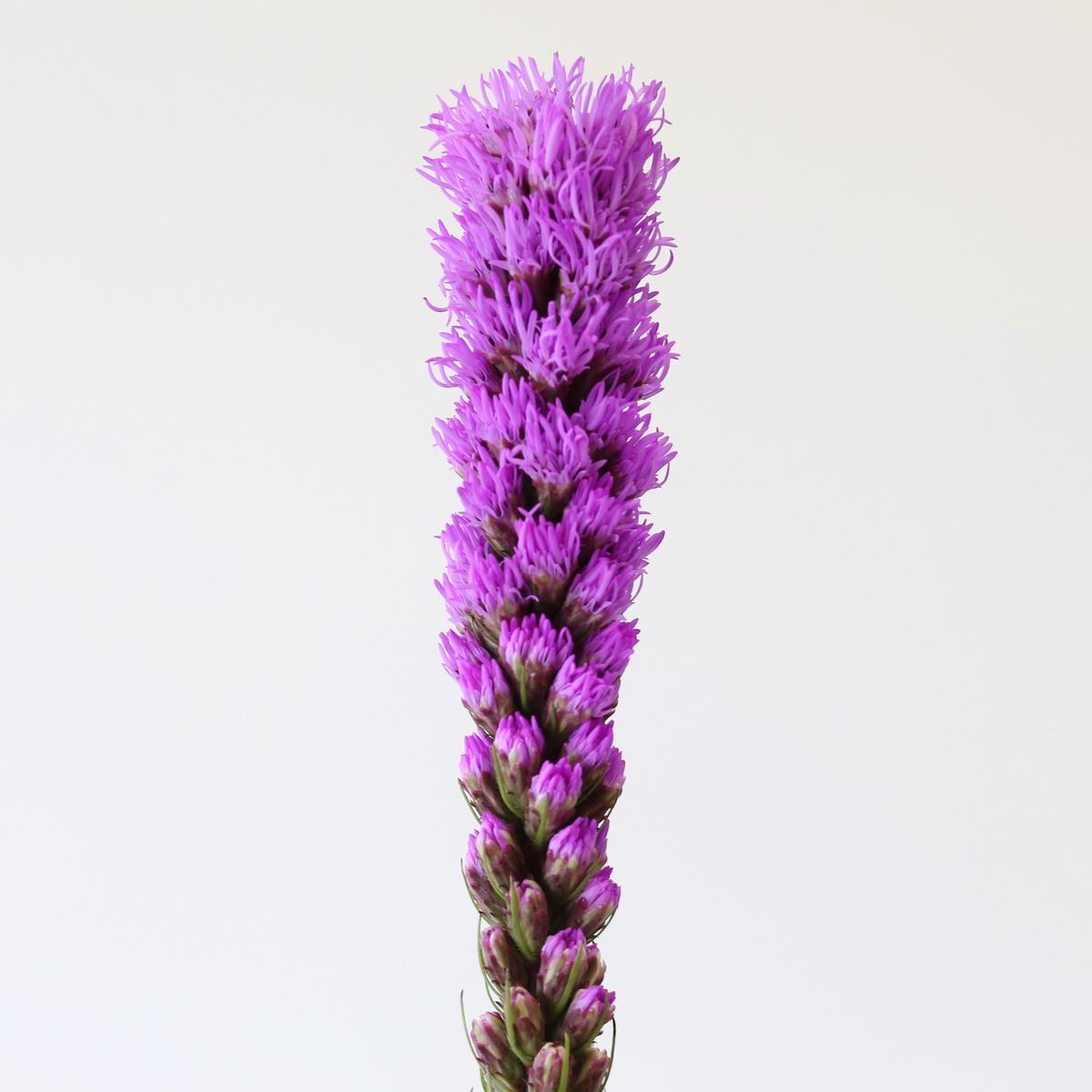 Liatris