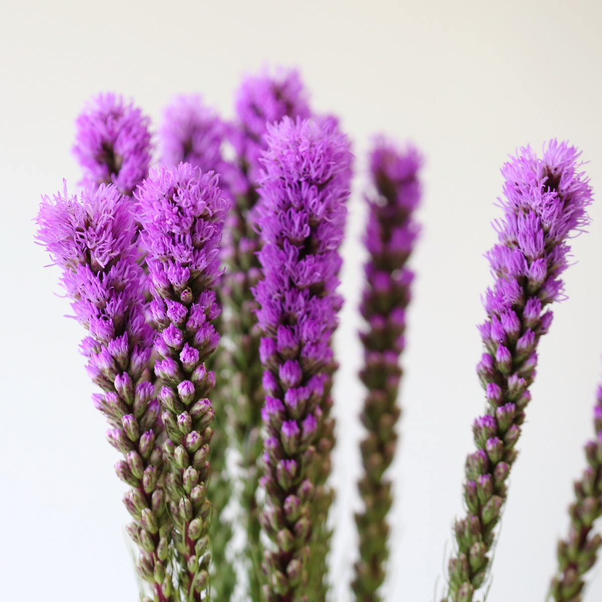 Cluster of tall purple liatris flower spikes