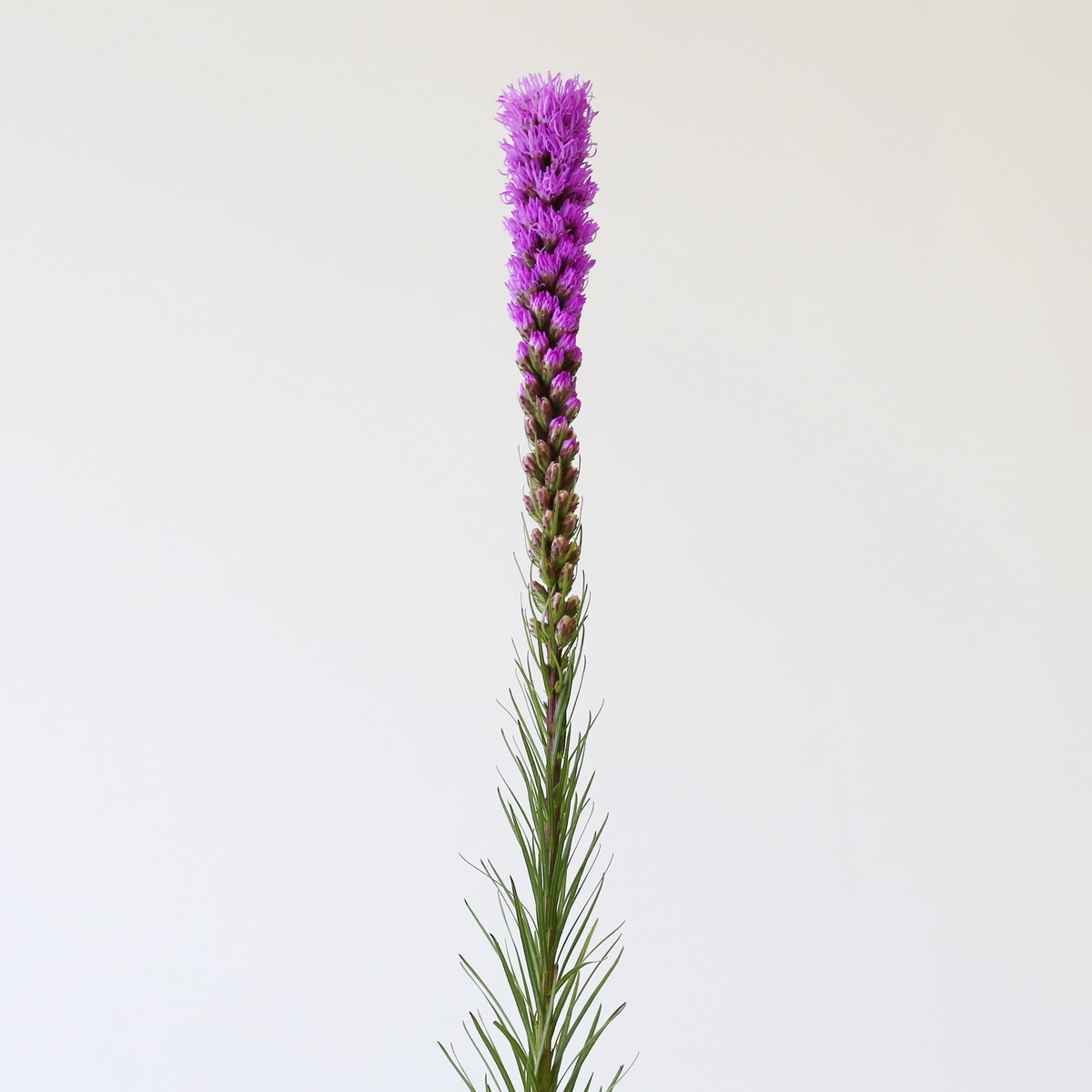 Liatris