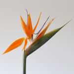 Bird of Paradise Premium