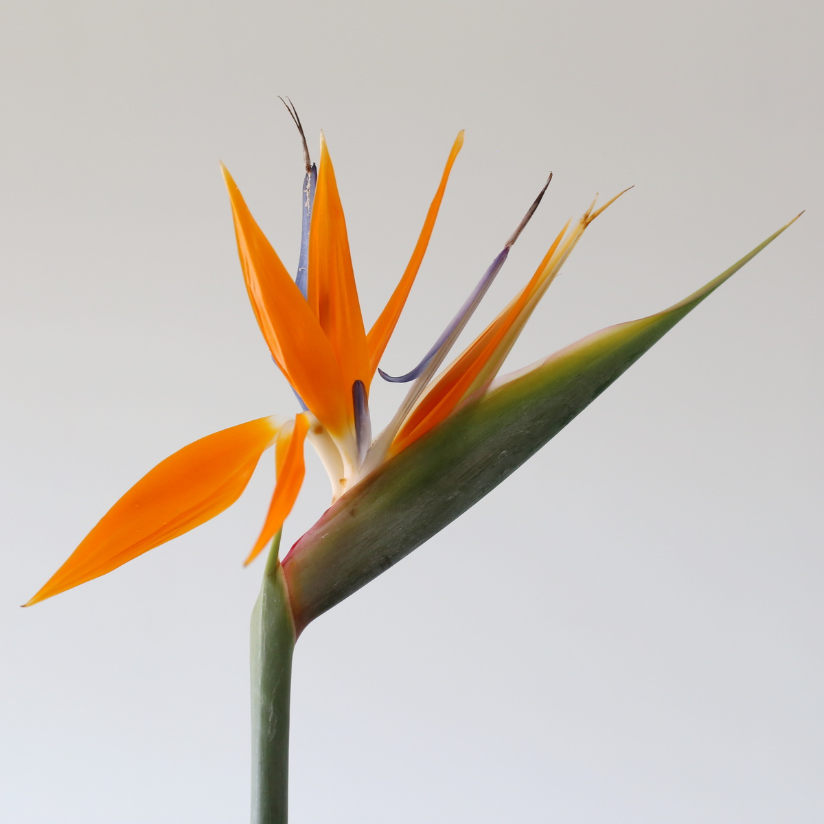 Bird of Paradise Premium