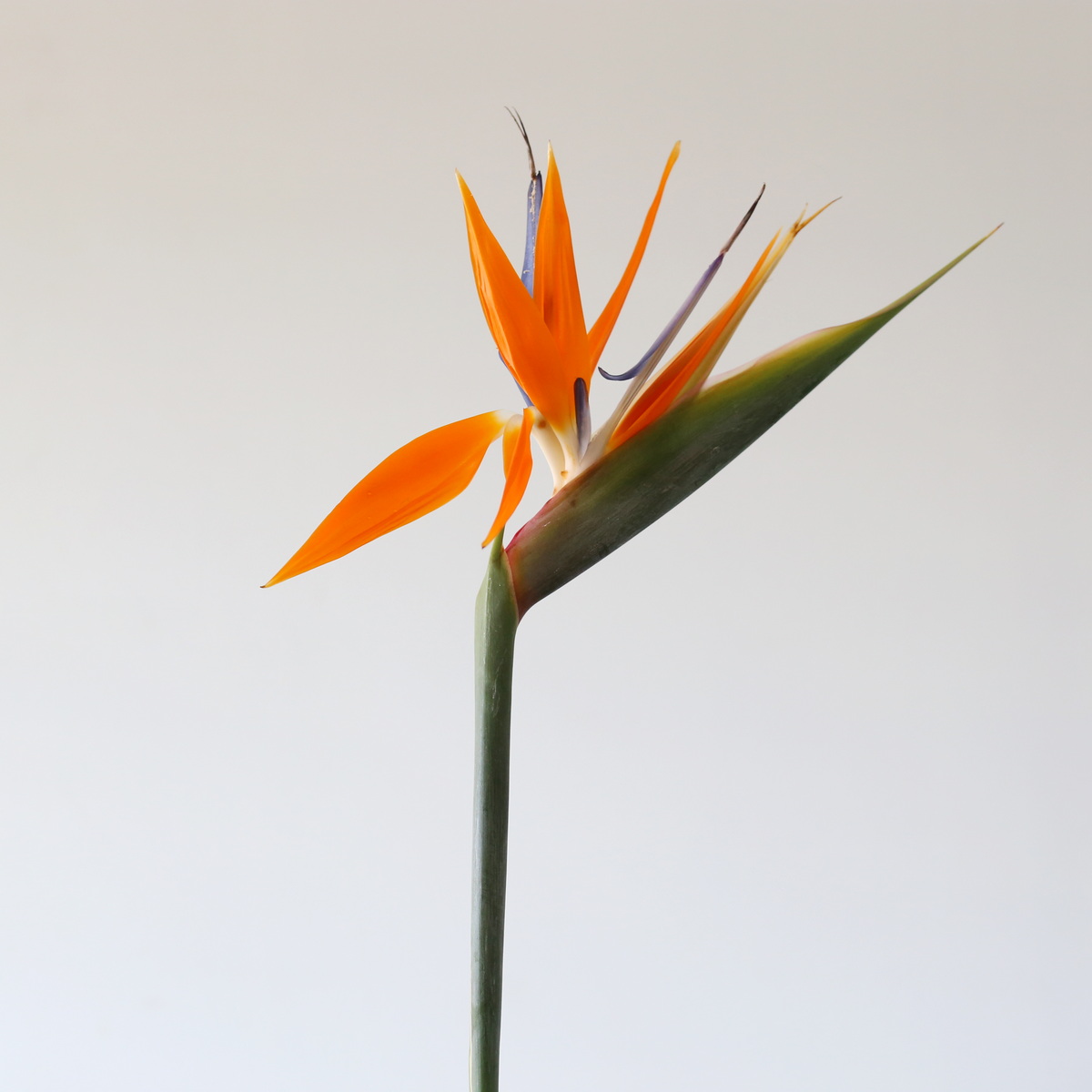 Bird of Paradise Premium
