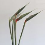 Bird of Paradise Premium