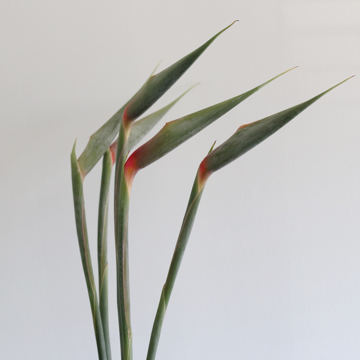 Bird of Paradise Premium