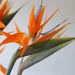 Bird of Paradise Premium