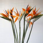Bird of Paradise Premium