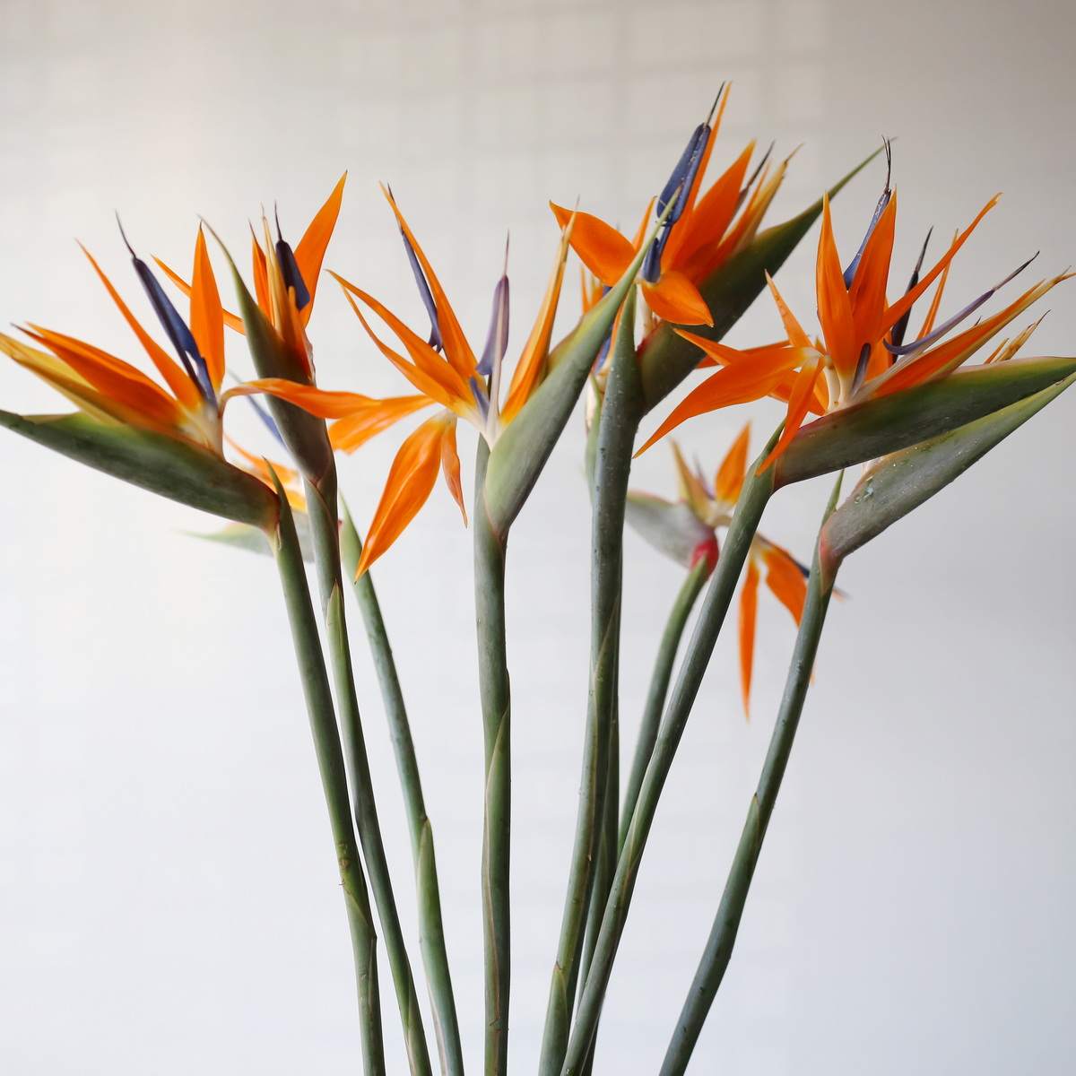 Premium Bird of Paradise flower with orange petals and blue stamen