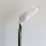 Bird of Paradise Premium