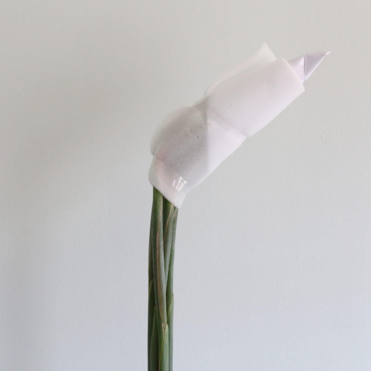 Bird of Paradise Premium