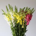 Assorted Snapdragons
