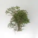 Spruce Local