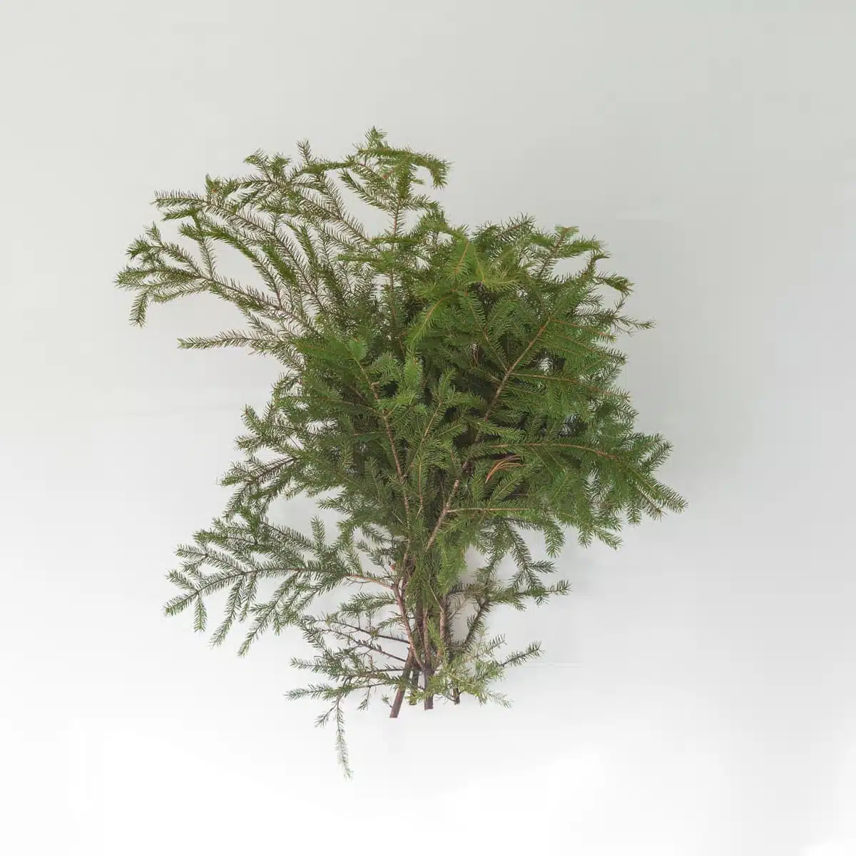 Spruce Local