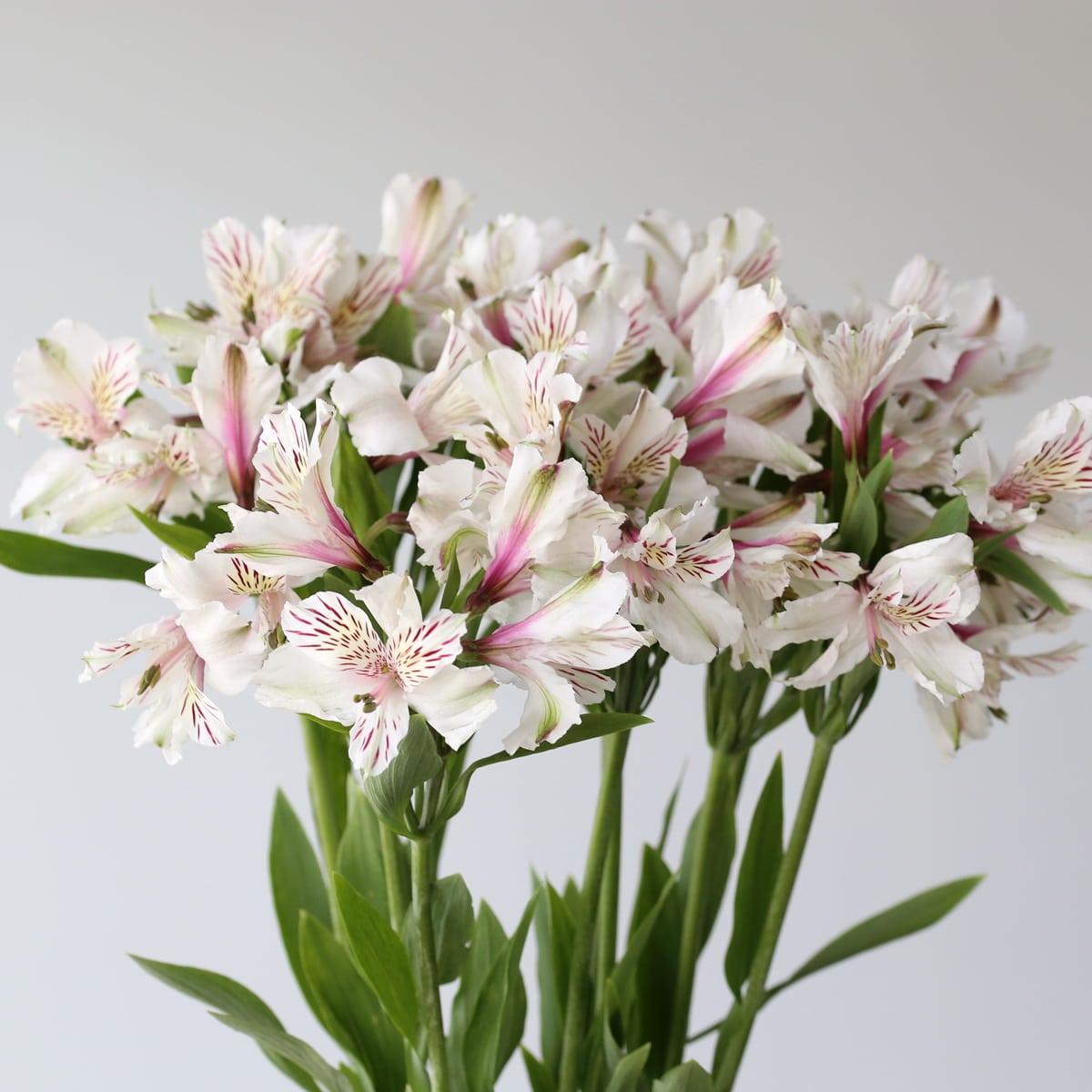Assorted Alstroemeria – Perfection Grade