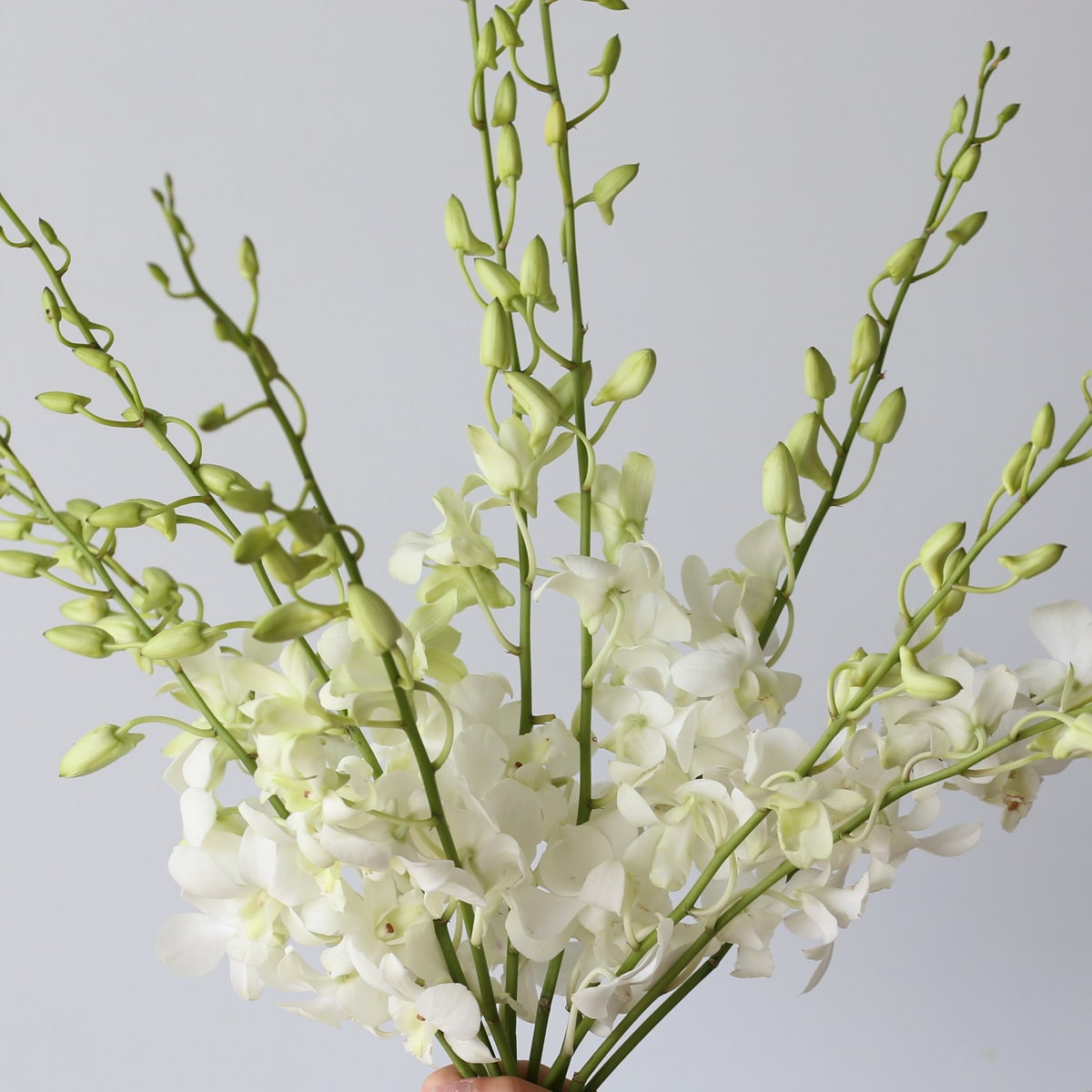 Bunch of white dendrobium orchids with tropical blooms