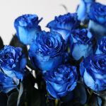 Bulk Tinted Blue Roses – 60 cm