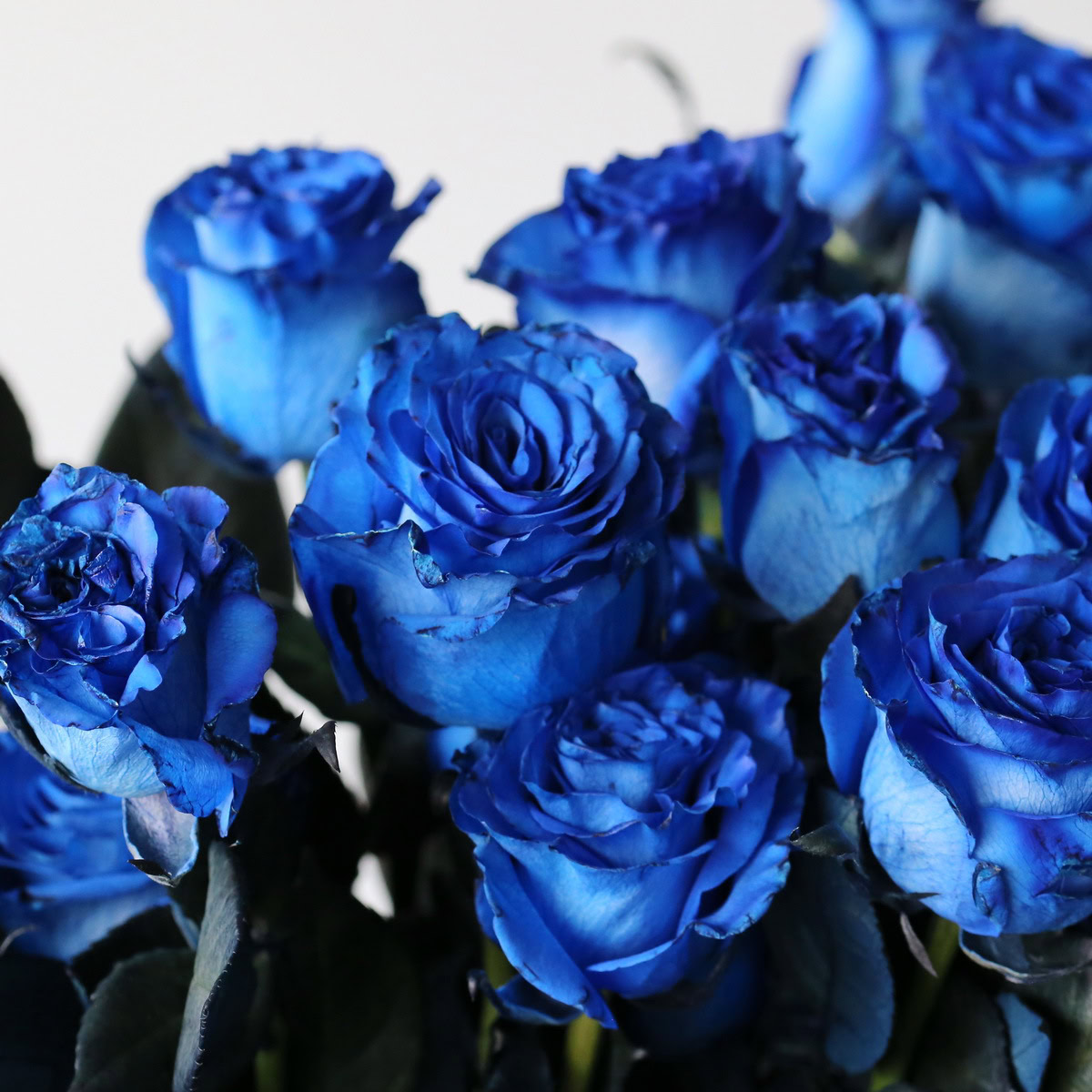 Bulk Tinted Blue Roses – 60 cm