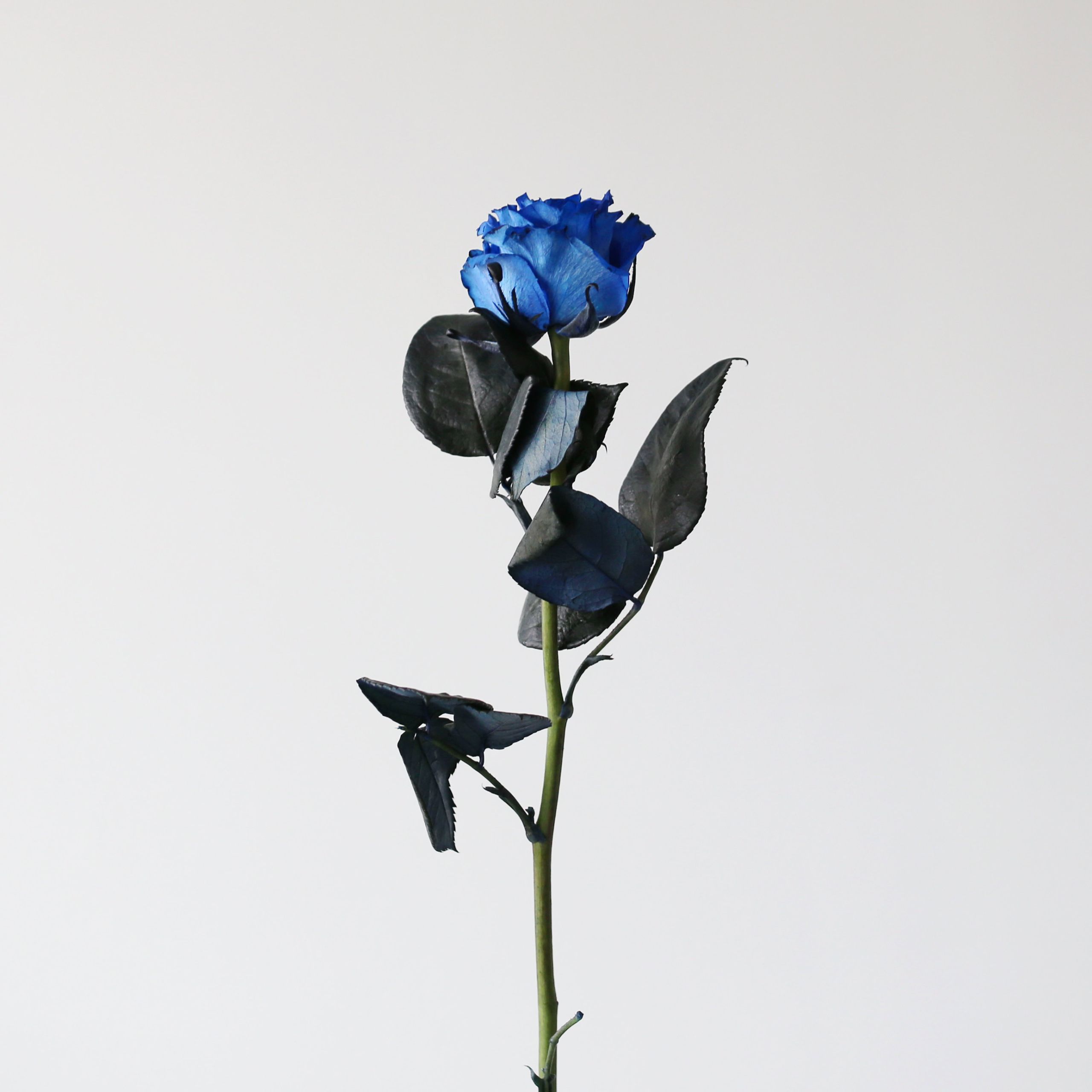 Bulk Tinted Blue Roses – 60 cm