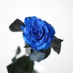 Bulk Tinted Blue Roses – 60 cm