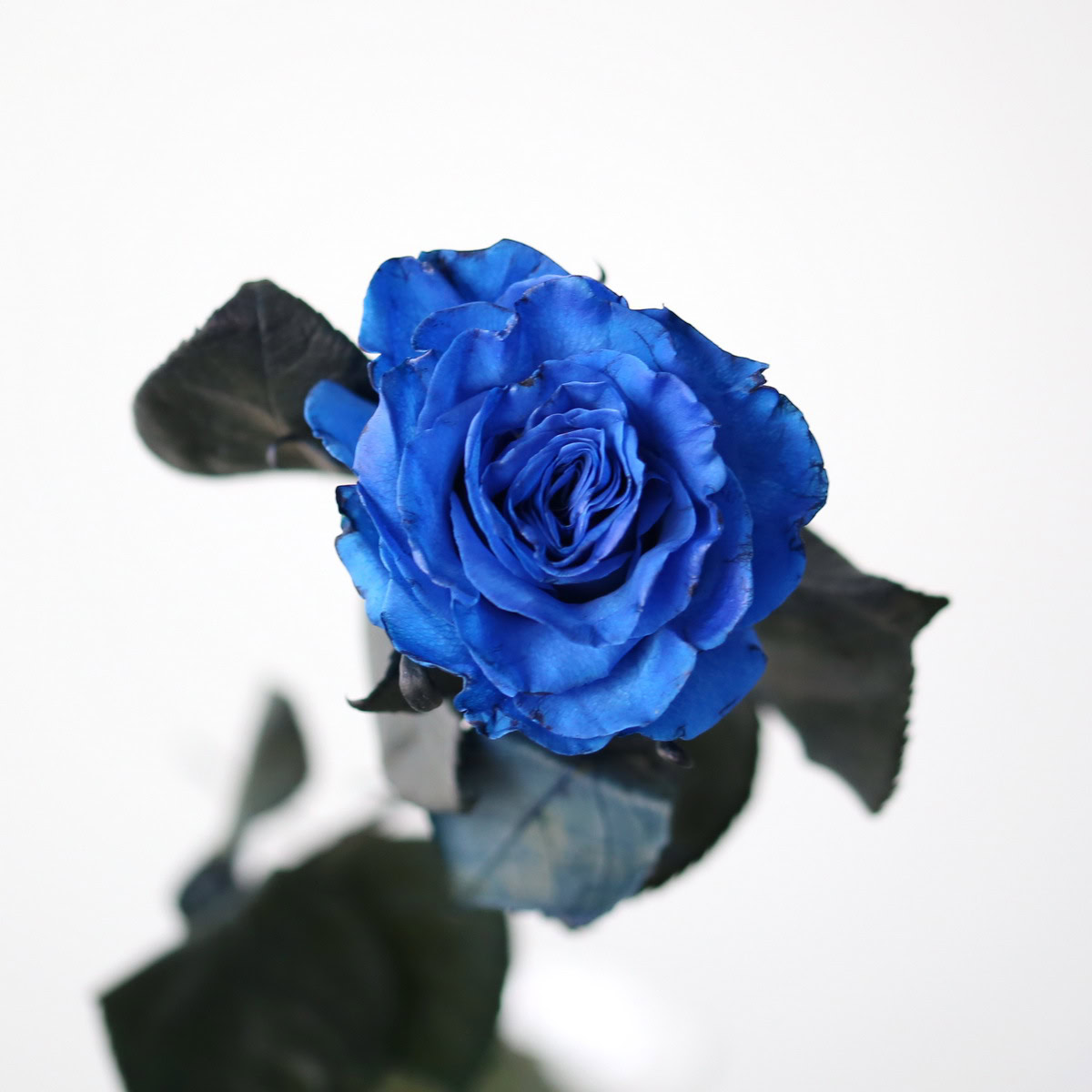 Bulk Tinted Blue Roses – 60 cm