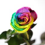 Bulk Rainbow Roses – 60 cm