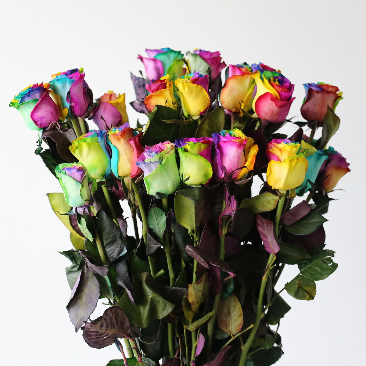 Bulk Rainbow Roses – 60 cm