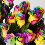 Bulk Rainbow Roses – 60 cm