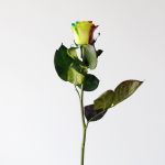 Bulk Rainbow Roses – 60 cm
