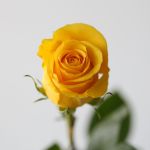 Bulk Brighton Roses – 50 cm