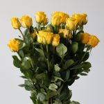 Bulk Brighton Roses – 50 cm